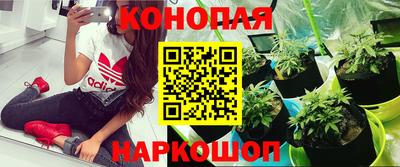 не бодяженный Кингисепп